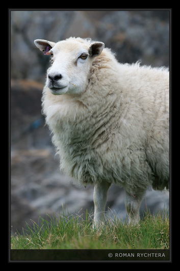 105_Sheep.jpg