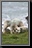 101_Sheep.jpg