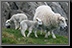 102_Sheep.jpg