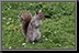 095_Squirrel.jpg