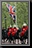 099_Horse_Guards.jpg